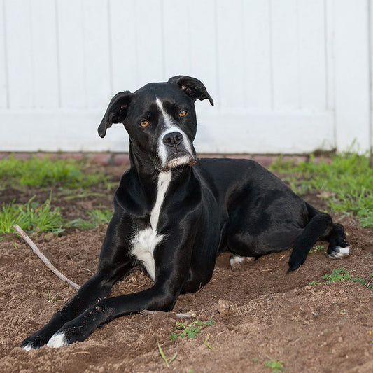 Dog in front of vinyl fence