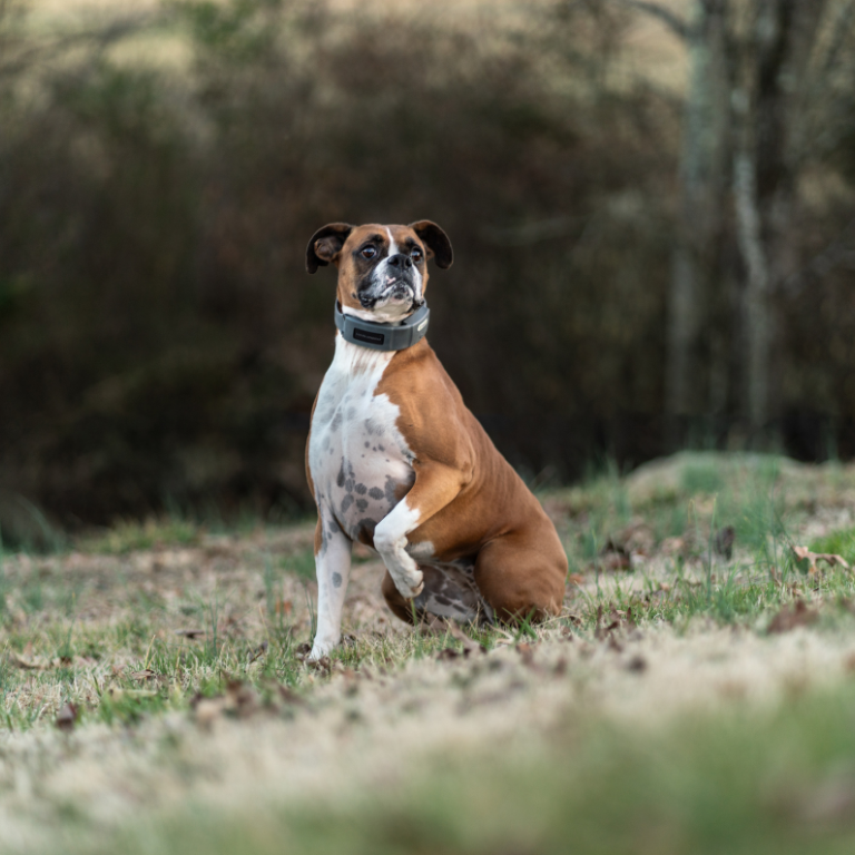 Dog with SpotOn Collar.