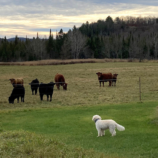 No more taking off for this Poodle mix pup in Canada.