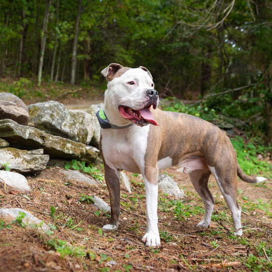 Ask the Expert: Help! My Dog Keeps Running Through Our Wireless Fence