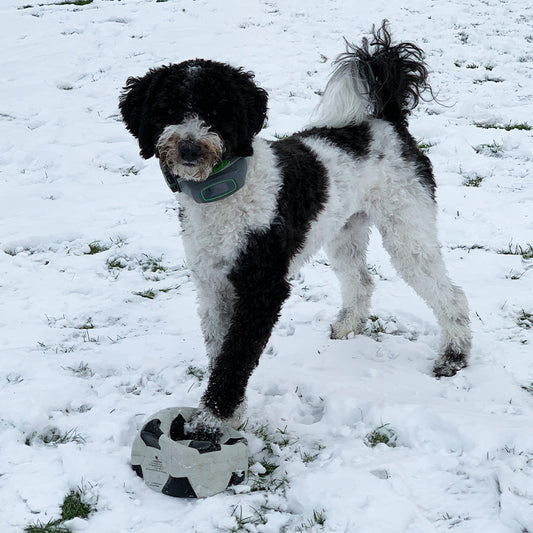 How SpotOn Freed this High-Energy Goldendoodle: Callie's Story