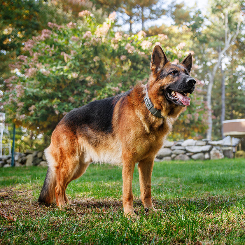 6 Dog Friendly Backyard Upgrades to Improve Your Pup’s Life
