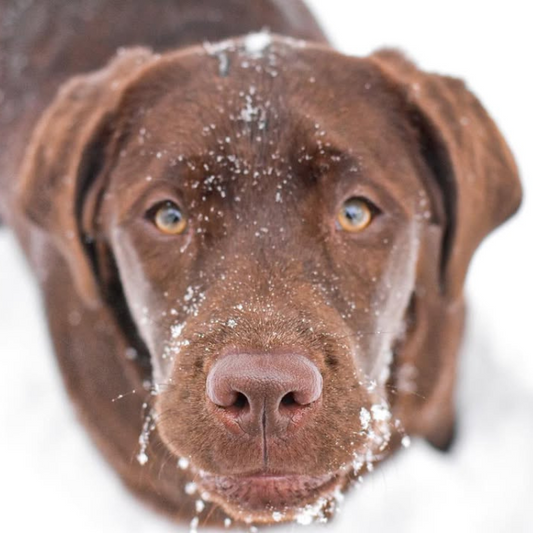 Chocolate lab in the snow.