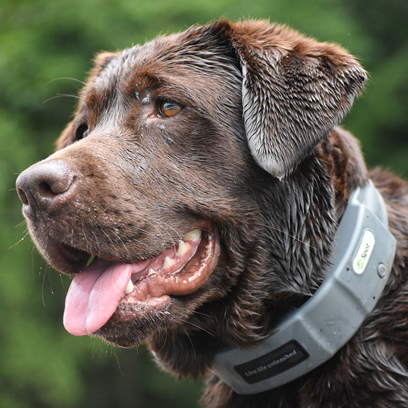 Switching from PetSafe® to SpotOn GPS Fence | SpotOn