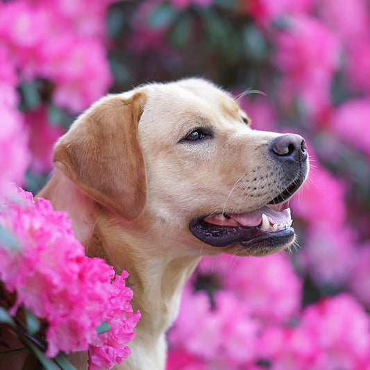 6 Dog-Friendly Landscaping Ideas