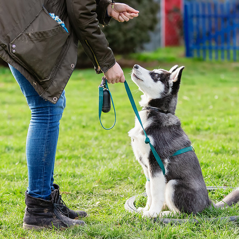 5 Leash Training Tips for Walking Dogs with High Prey Drive | SpotOn