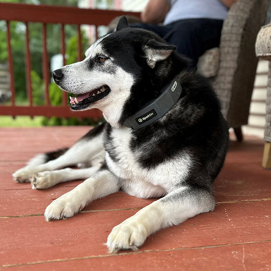 From bored & restless to a happier Husky with 2 acres of freedom.