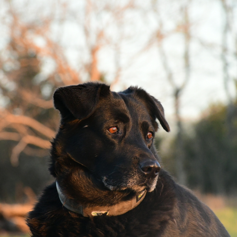 Lab-husky mix wearing SpotOn collar.