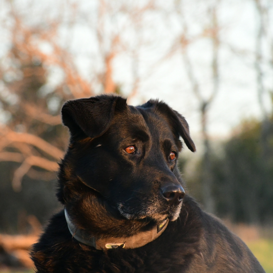 Lab-husky mix wearing SpotOn collar.