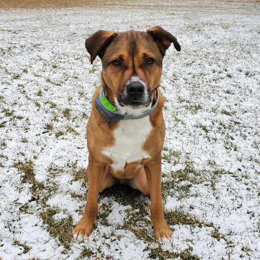 Lab Mix Gets Acre of Freedom Without Buried Wires: Haus' Story