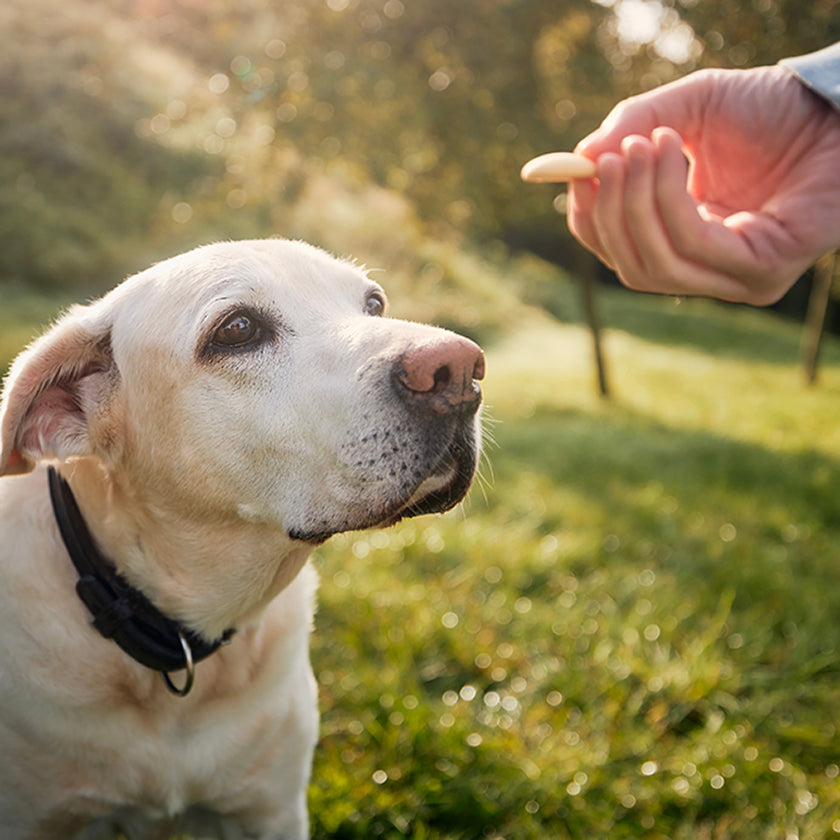 Dog Training Essentials: Choosing a Reward that Works for Your Dog