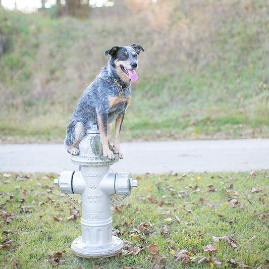 How to Teach Your Dog to Sit & Stay