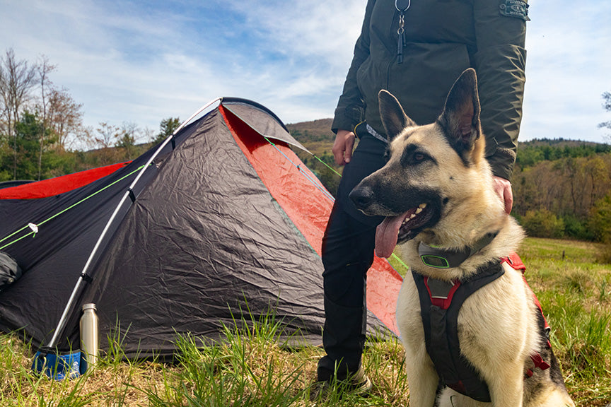 3 Expert Tips to Make the Most of Camping with a Dog