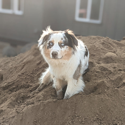 This Australian Shepherd now runs freely in her own yard instead of taking off to visit the neighbors. 