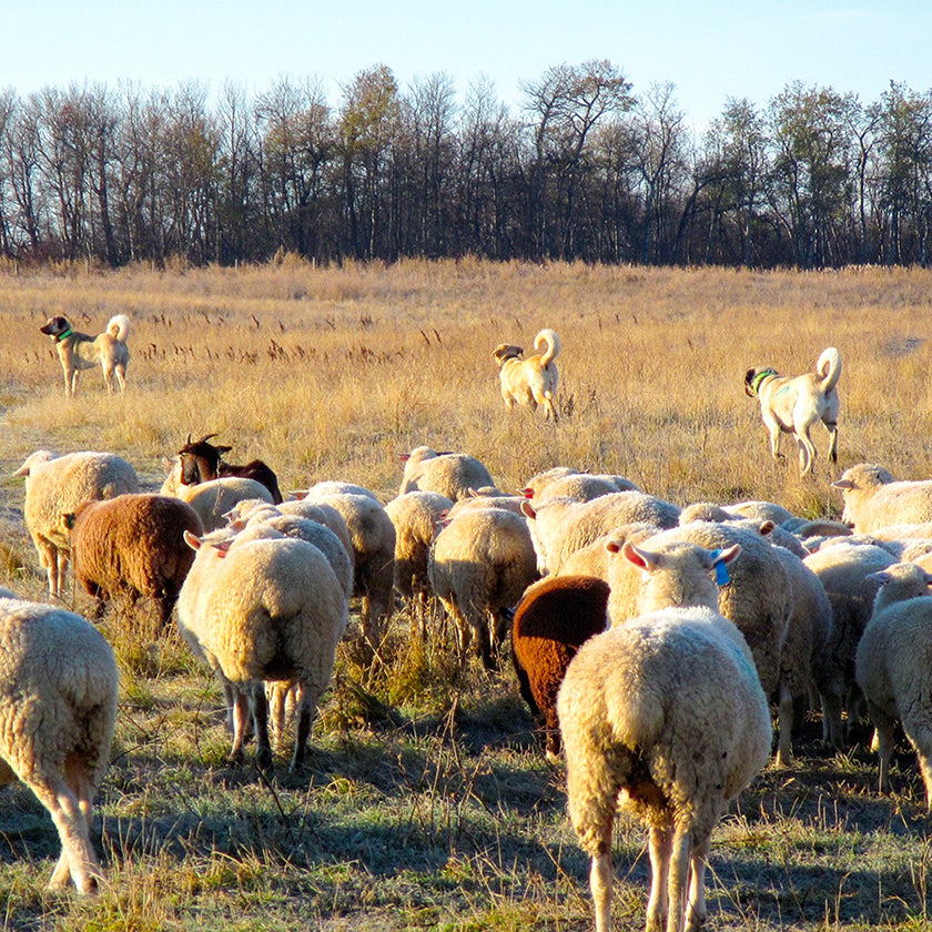 Rural property with sheep, protected by livestock guardian dogs.