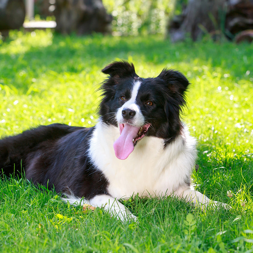 Dog in a grassy yard.