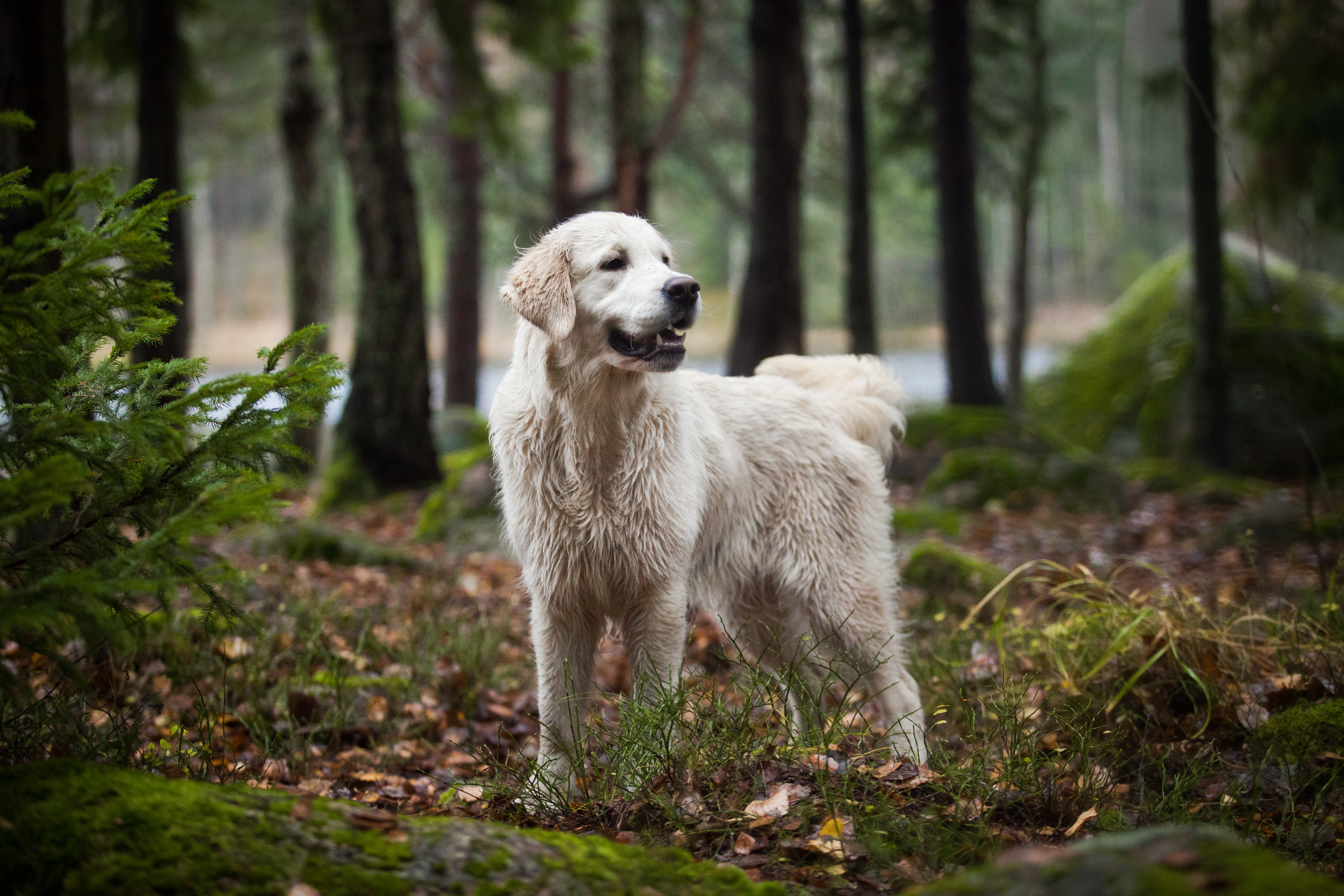 The 8 Best Dog-Friendly Hikes to Try With Your Pup