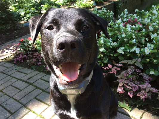 How This Black Lab Stays Safe in His 1.5 Acre Boundary: Buster's Story