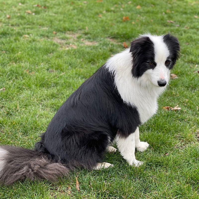 6 Acres of Safe Exploration for this Border Collie: Minnie's Story