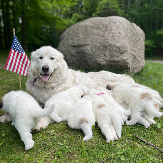 13 Acres for this Great Pyrenees to Explore: Willow's Story