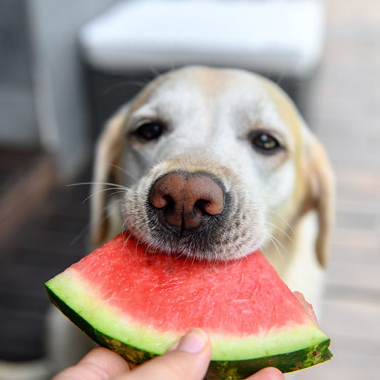 Dog eating a snack.