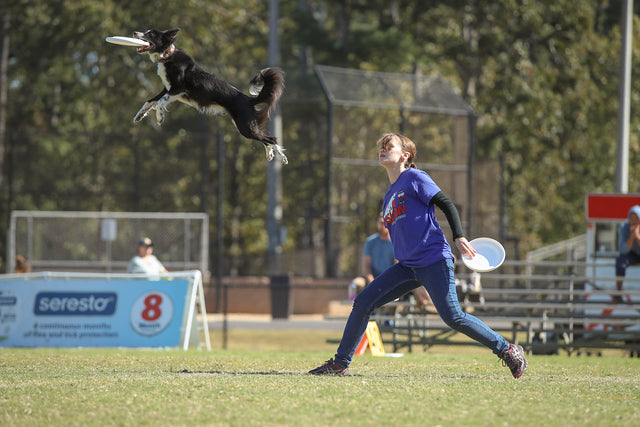 Luring Dog Training for Beginners