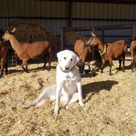 The freedom to protect her goats, with virtual boundaries to prevent her wandering.