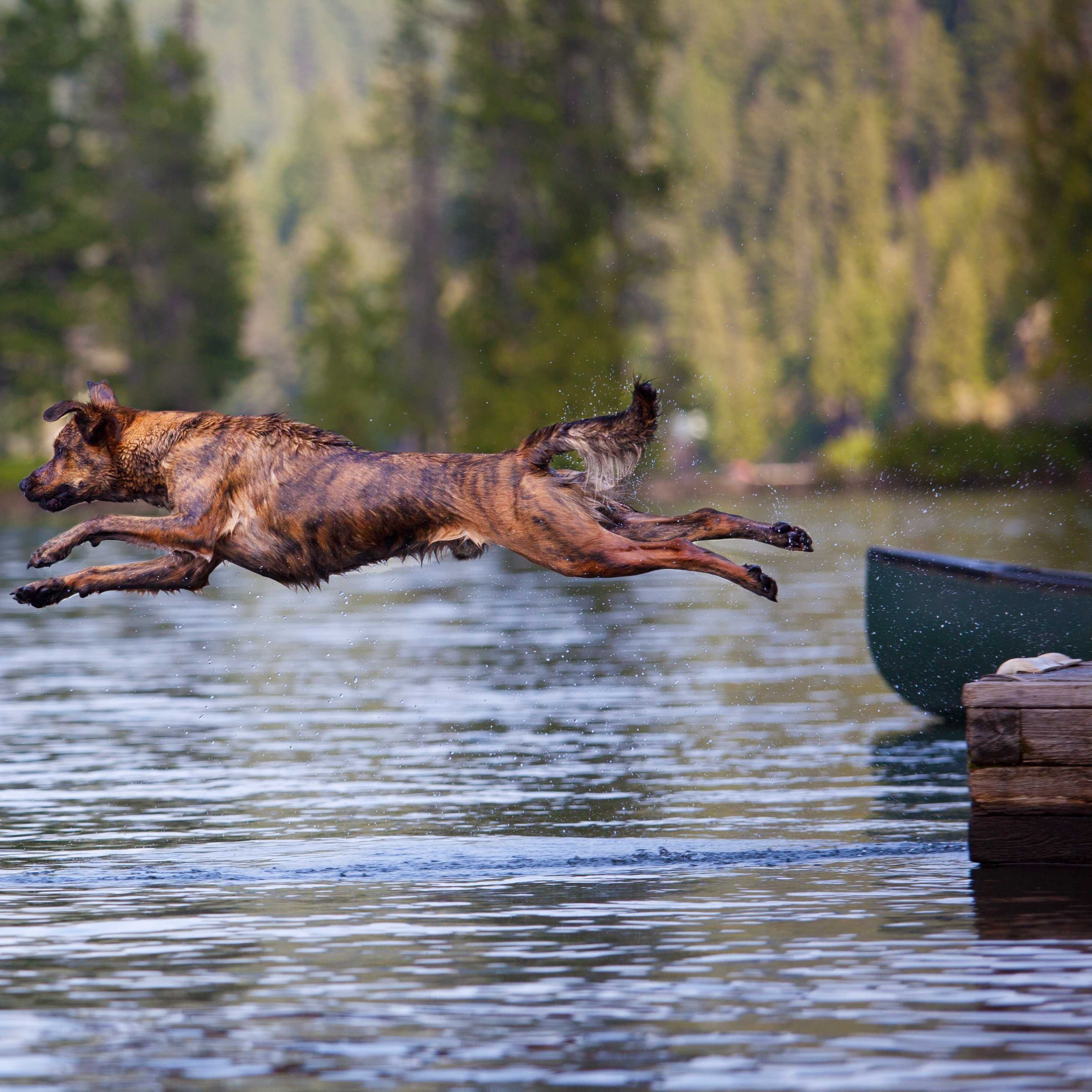 Dog jumping into water.