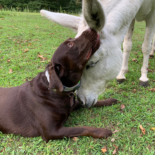 5 Acres of Safe Exploration for this Chocolate Lab: Theo's Story