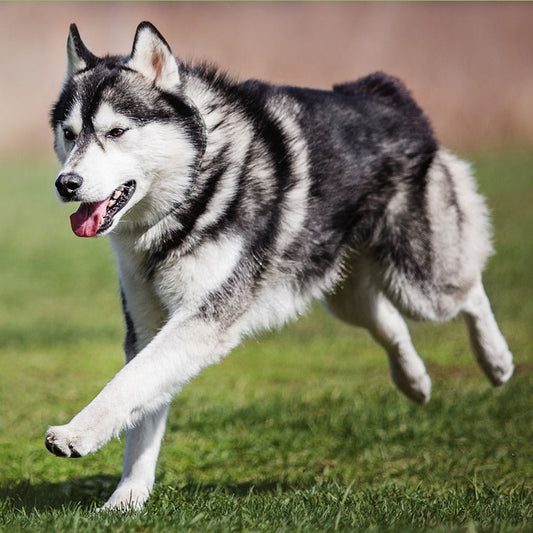 Husky running away