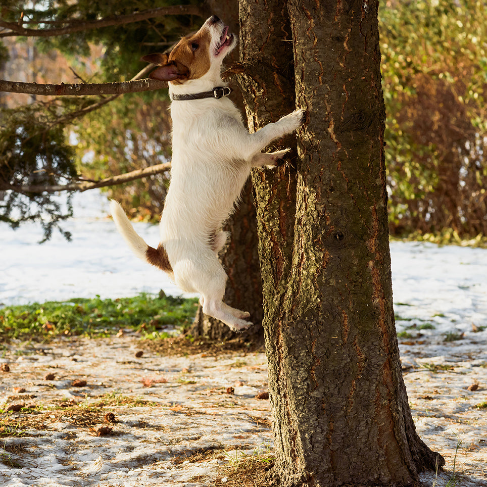 SpotOn dog review Dogs With High Prey Drive: A Breed and Containment Guide