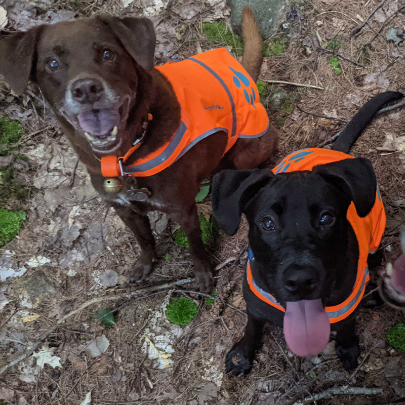 dogs in hunting gear
