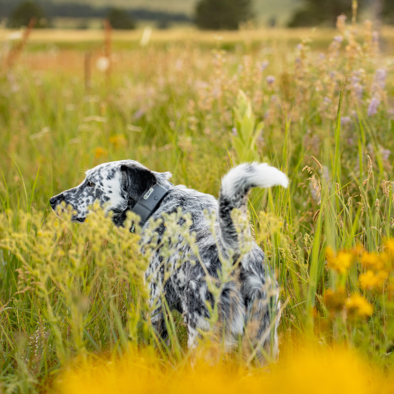 Dog partially hidden in tall grass while wearing SpotOn Fence.