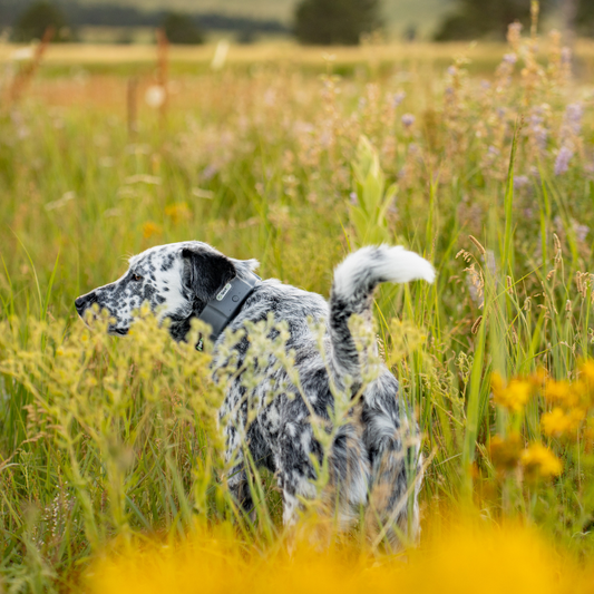 Dog exploring a field.