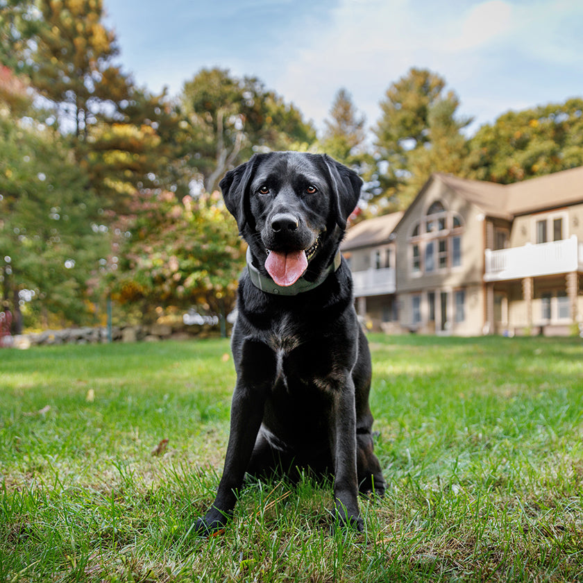 How to select the best dog friendly home.