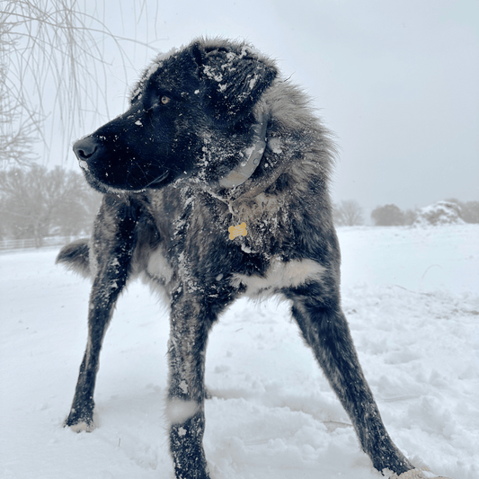 Ripp enjoying SpotOn in the snow