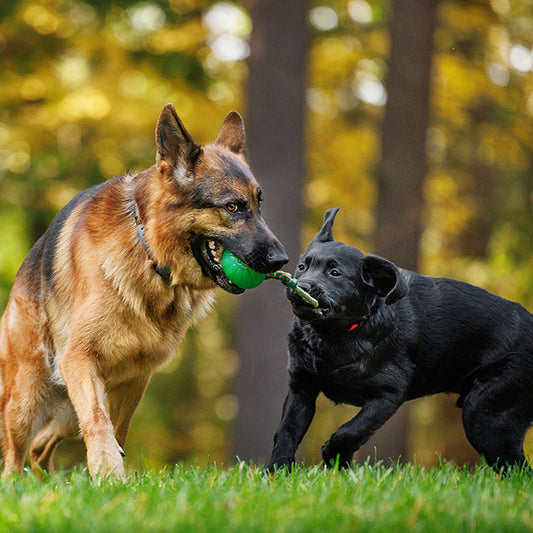 Dog Enrichment Ideas for Every Type of Pup