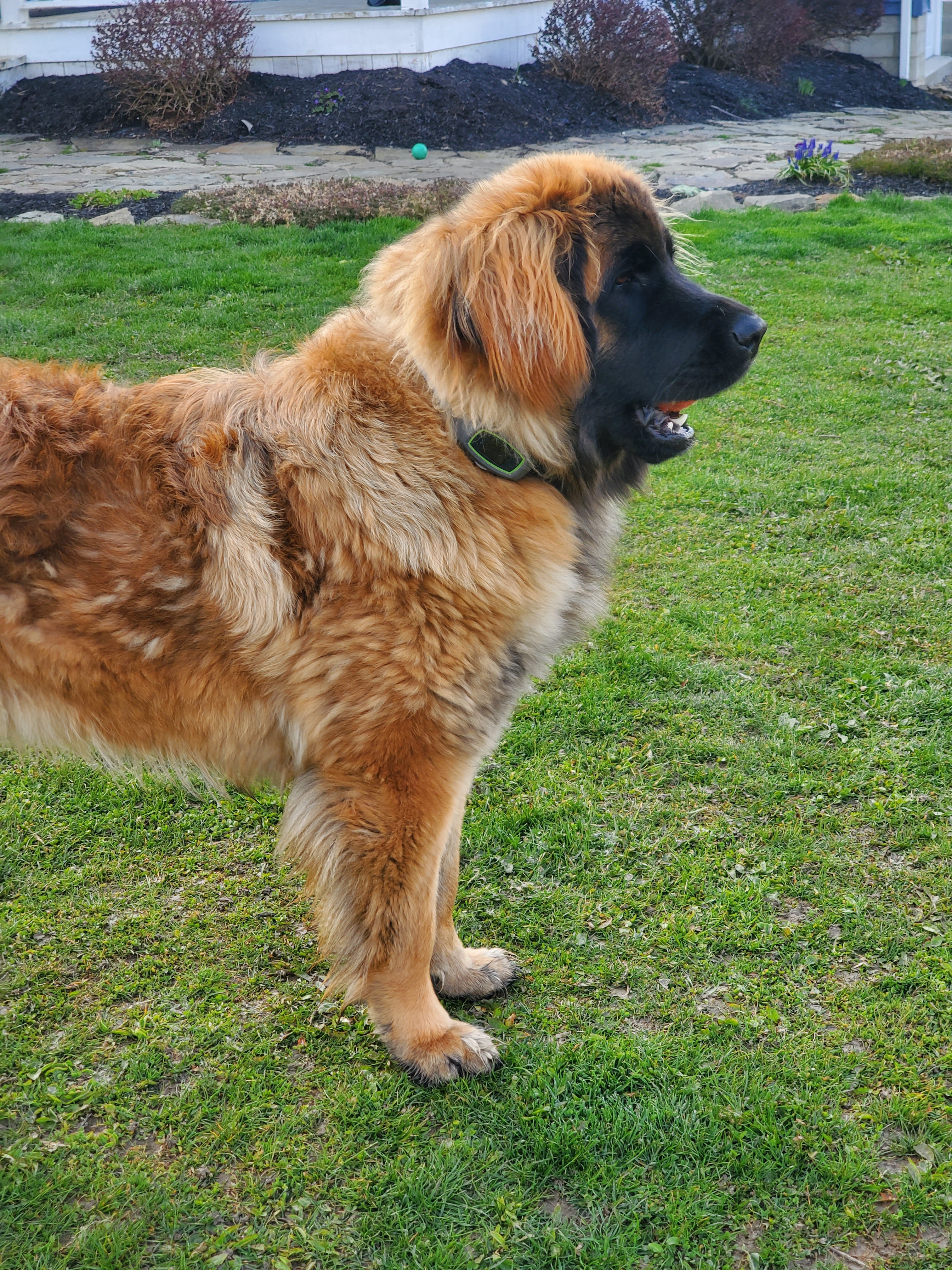 3 Acres of Exploration for a Leonberger Pup: Clara Joyce's Story