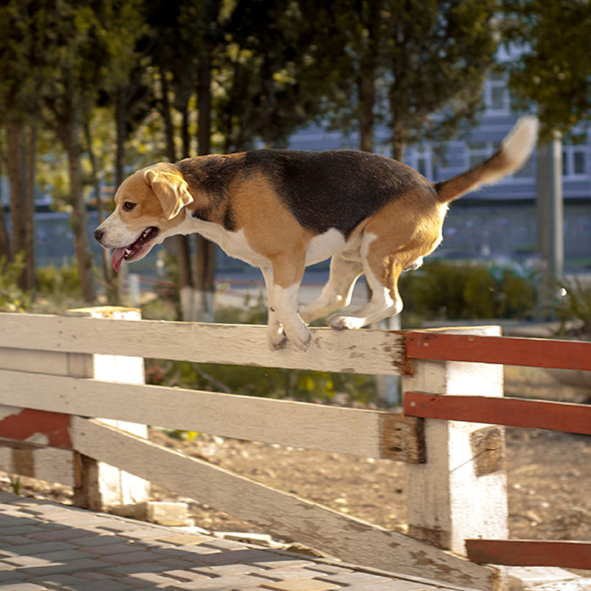 4 Reasons Why Your Dog Keeps Running Away