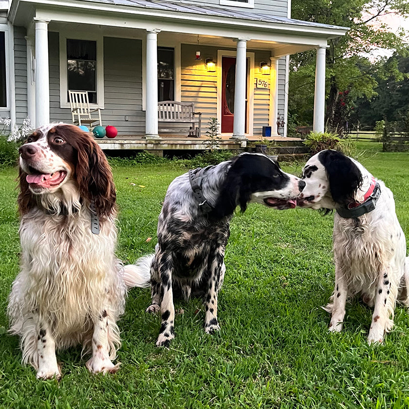 40 Acres of Happiness for These Setters: Ernest, Nicky & Pip's Story