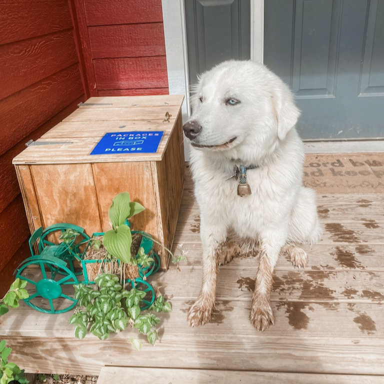 Dog on front porch