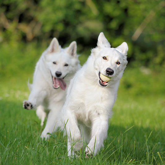 How Much Exercise Does a Dog Need? 