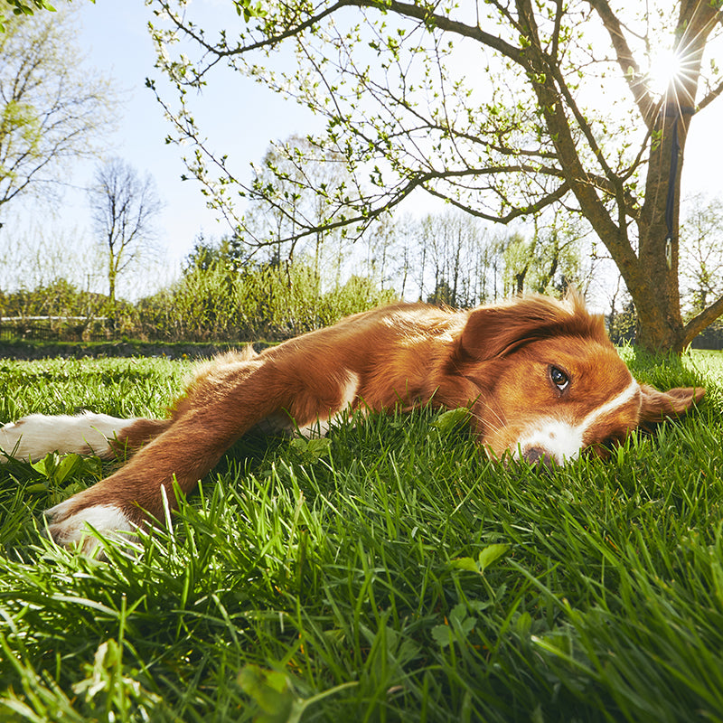 7 Safety Tips on How to Exercise Your Dog in the Summer