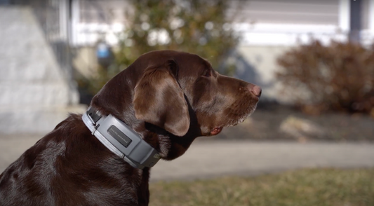 Lab wearing SpotOn collar.