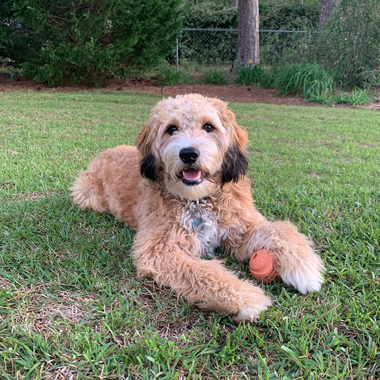 From tethered to free! No more escape antics for this young Bernedoodle.