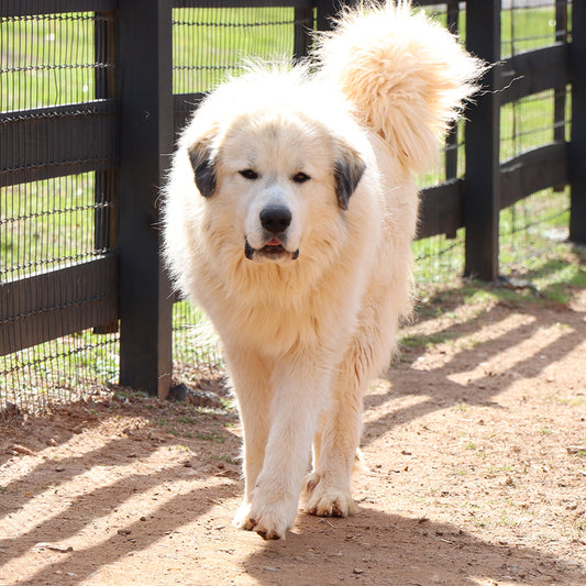 Keeping Great Pyrenees home, away from the street, while protecting their flock.