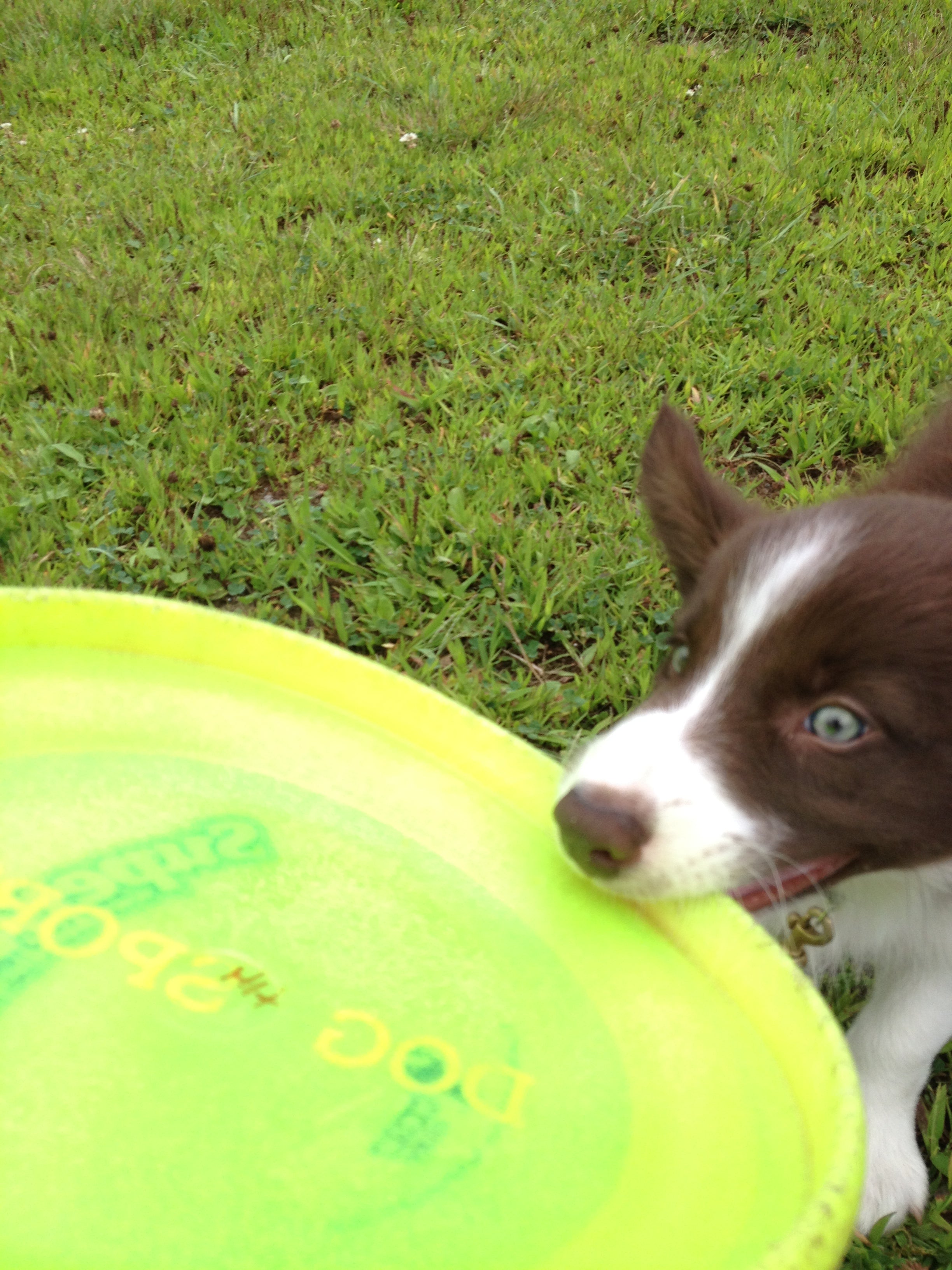 The Award-Winning Disc Dog that Once Couldn't Fetch