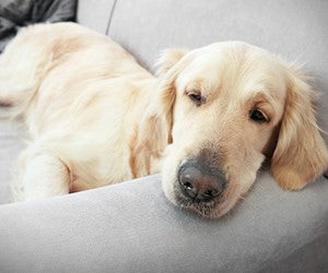 Dog Couch Potato. How much exercise do dogs need?