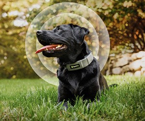 The Connected Pet. Why Your Dog Needs a Cell Phone
