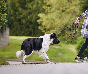 How Leash Walking Alone Hurts Your Dog's Mental Health